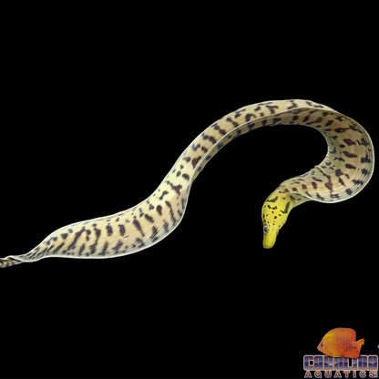 Eel - Moray Yellowhead Lg