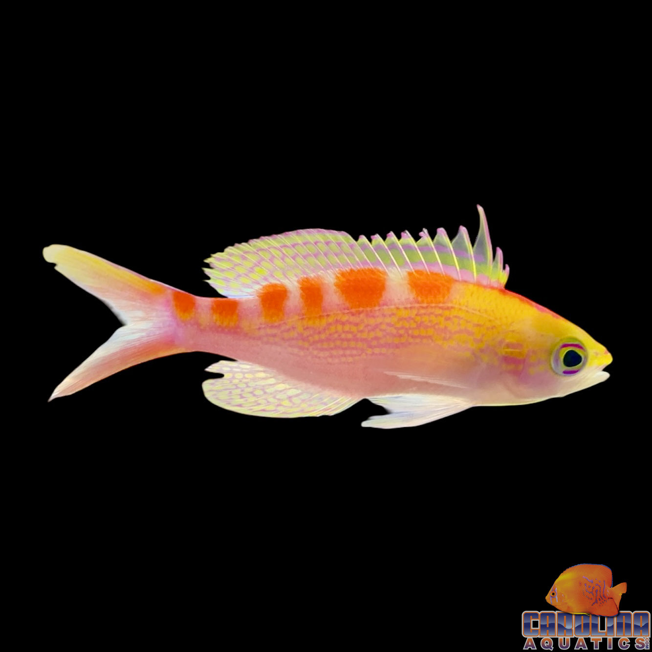 Anthias - Red Saddle