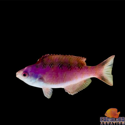 Wrasse - Creole