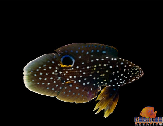 Grouper - Marine Betta Sm