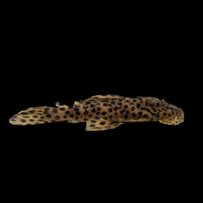 Pleco - Gold Vampire 2.5-3in