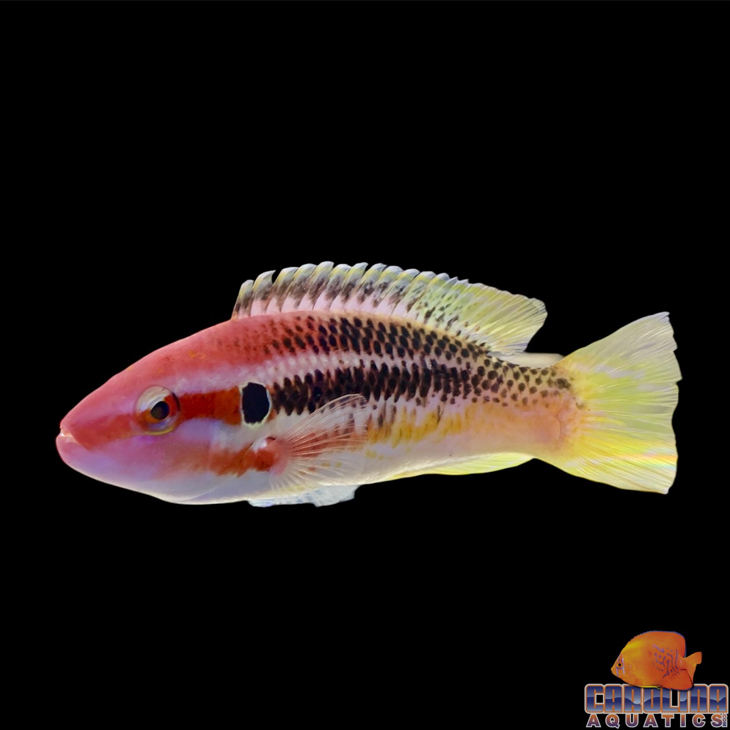 Hogfish - Izu's Adult XL