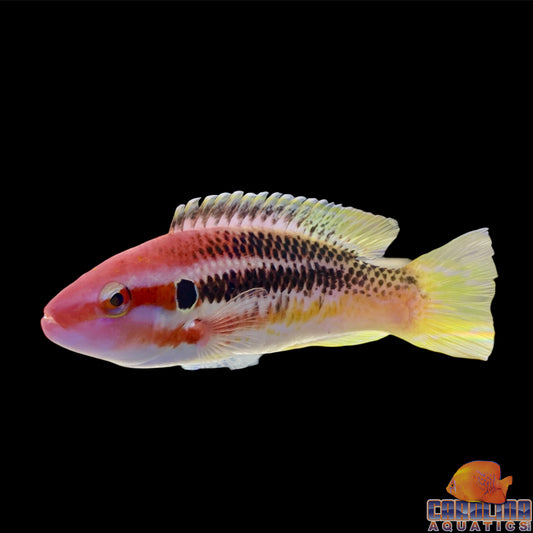 Hogfish - Izu's Adult XL