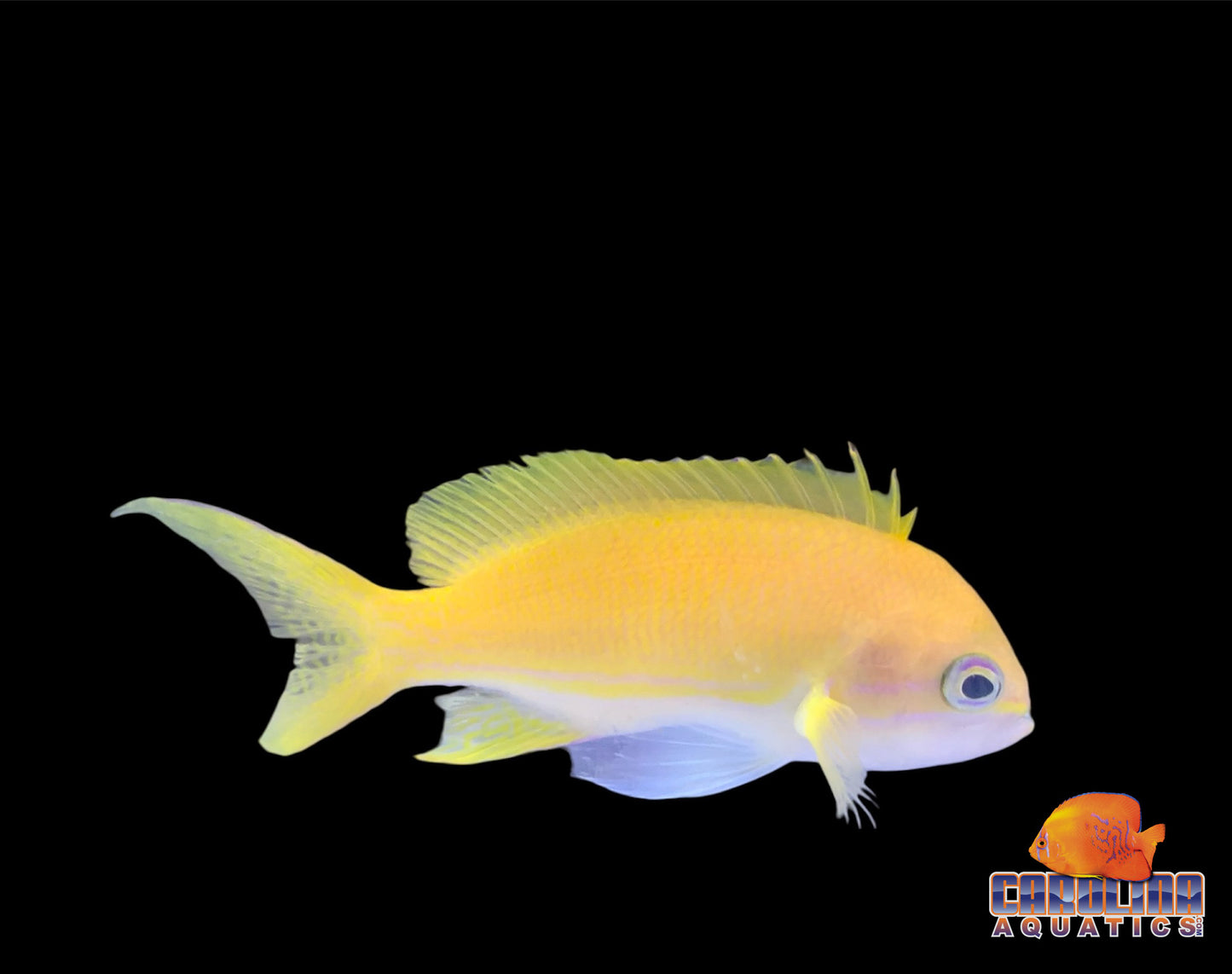 Anthias - Square Female