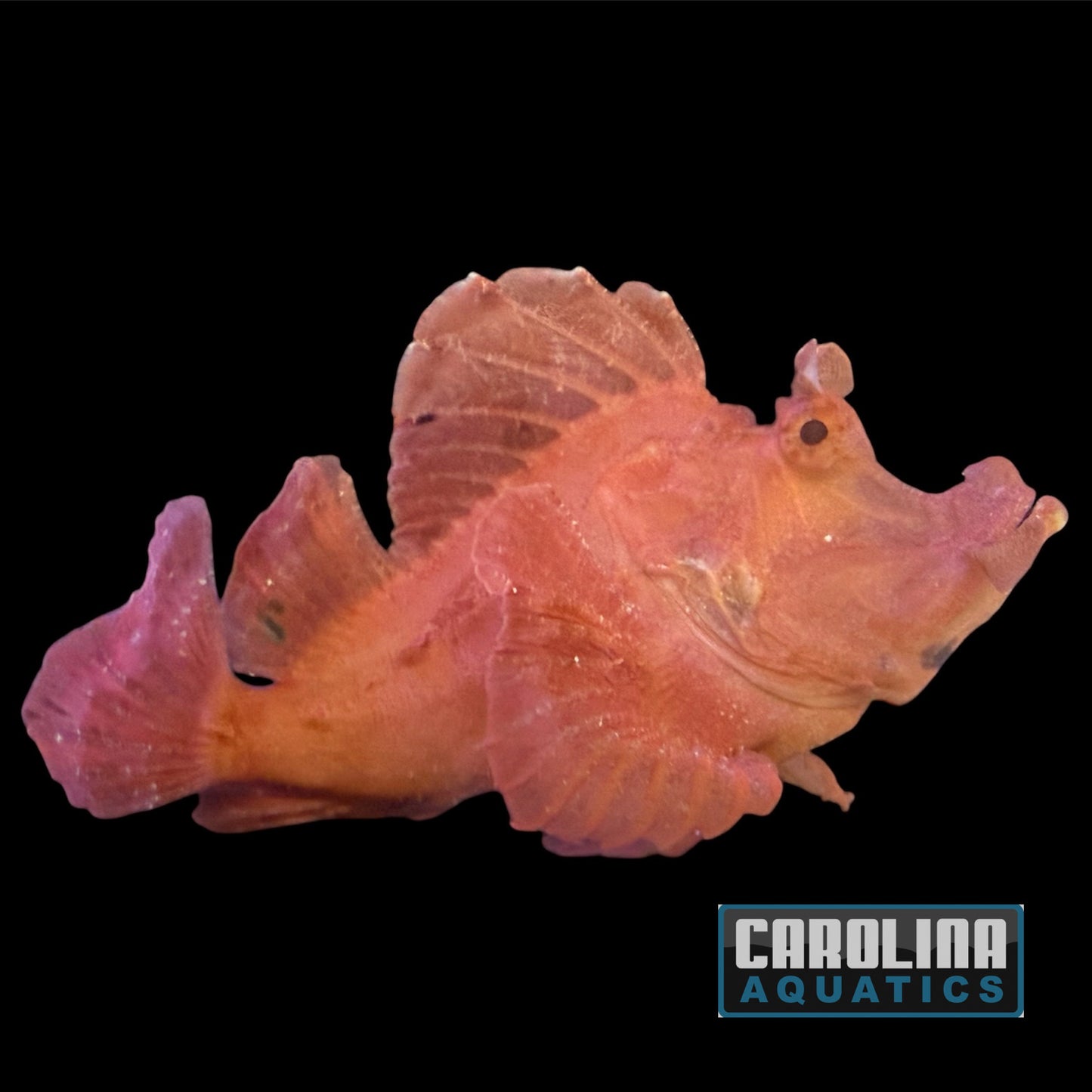Scorpionfish - Goose XL WYSIWYG #2