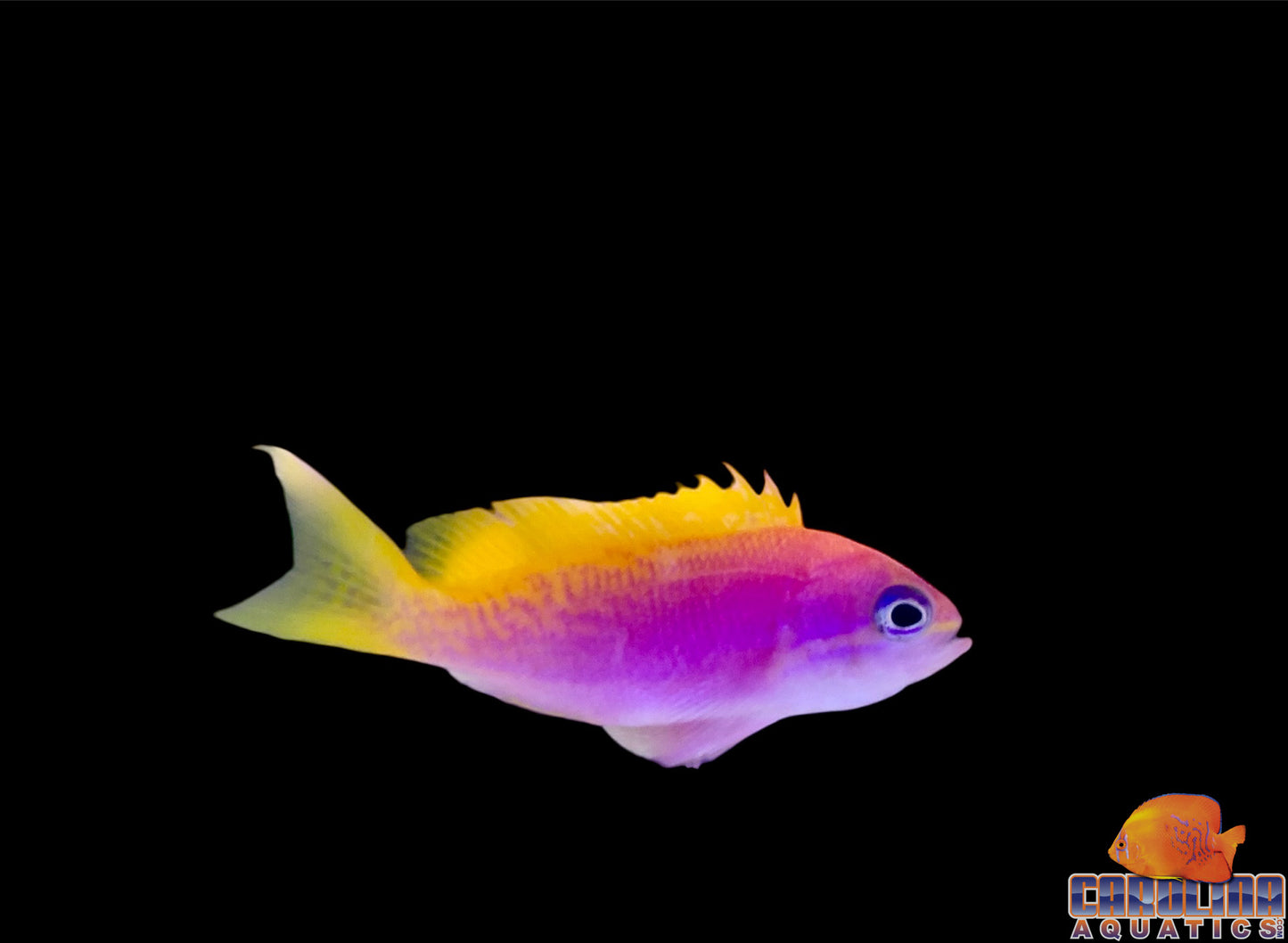 Anthias - Bimaculatus Female