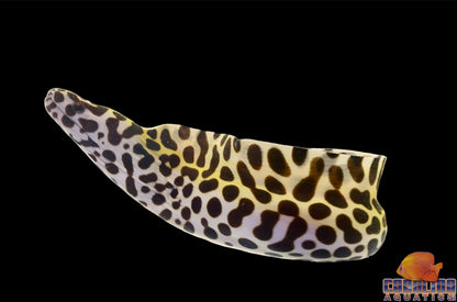 Eel - Tessalata Md/Lg