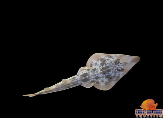 Guitarfish - Atlantic XL