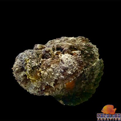 Stonefish Reef Jumbo