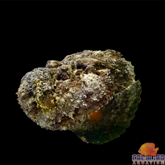 Stonefish Reef Jumbo