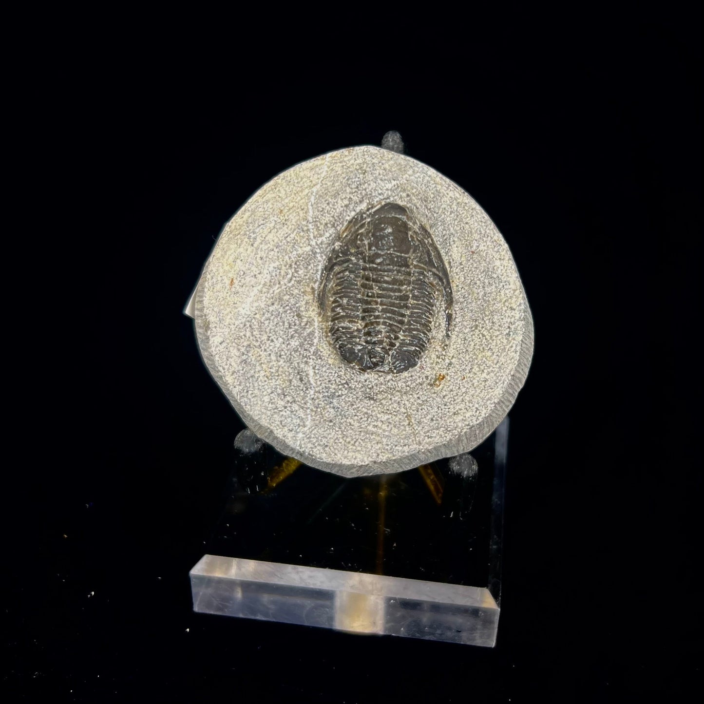 Metacanthian Trilobite in Matrix