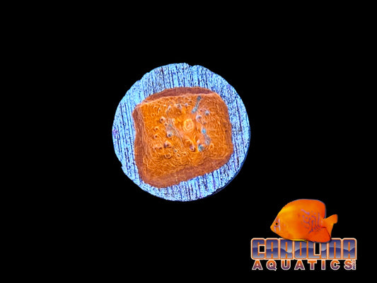 Frag - Blood Moon Chalice