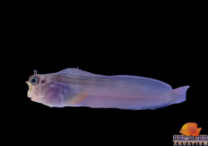 Blenny - Red Lipped Atlantic