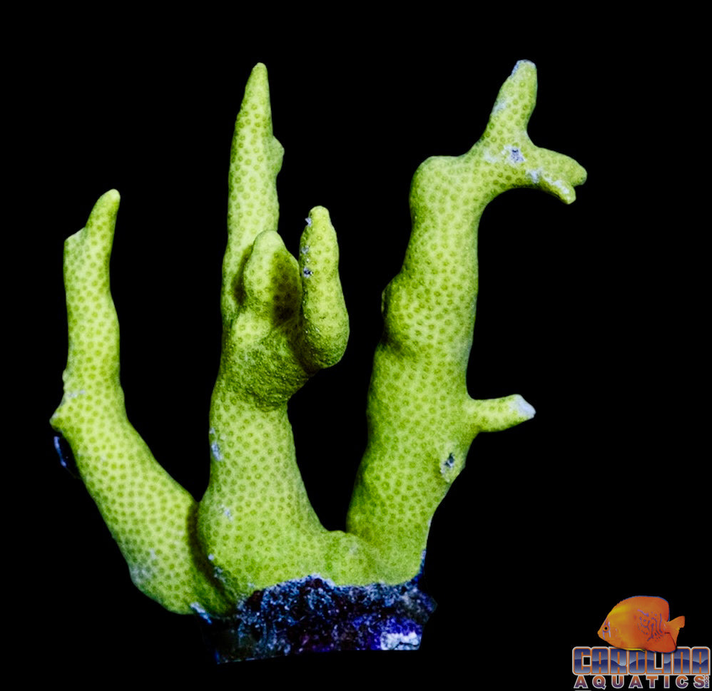 Fiji - Porites Yellow
