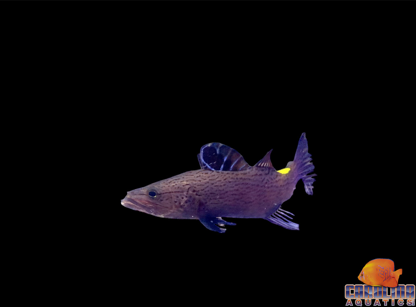 Soapfish - Arrowhead