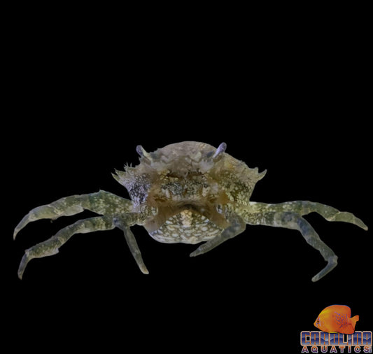 Crab - Pitho