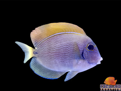 Tang - Dussimier Md