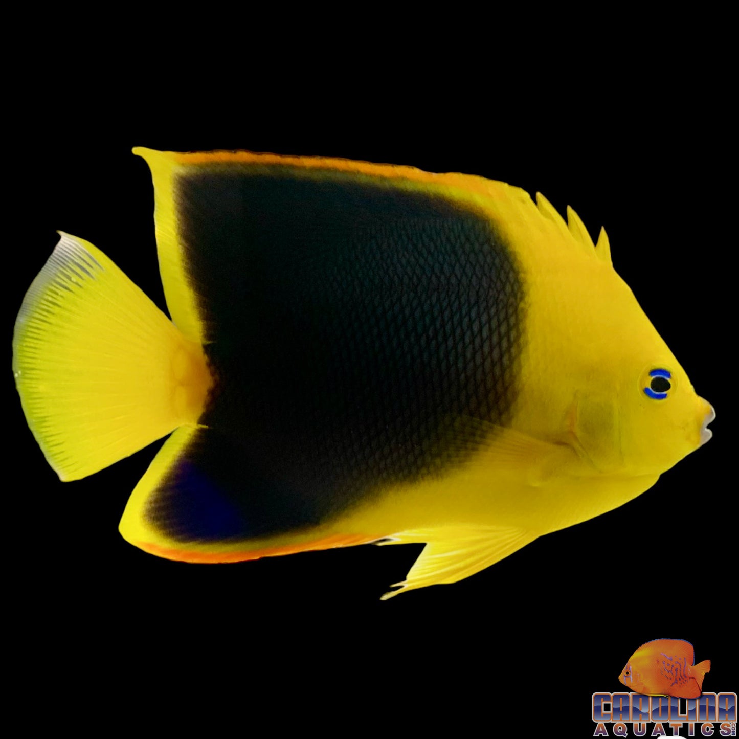 Angel - Rock Beauty Lg