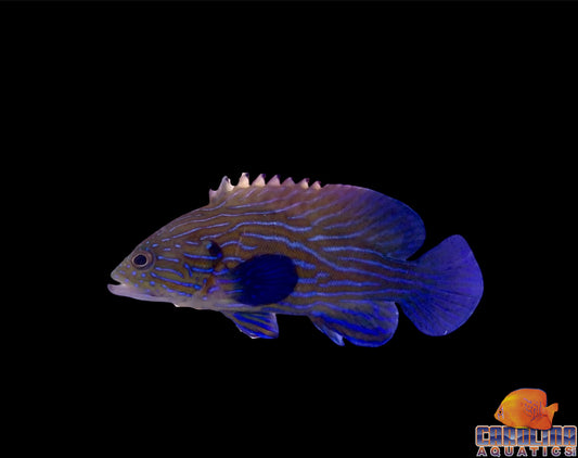 Grouper - Blue Line Md
