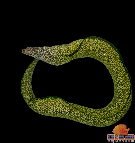 Eel - Moray Spotted XL