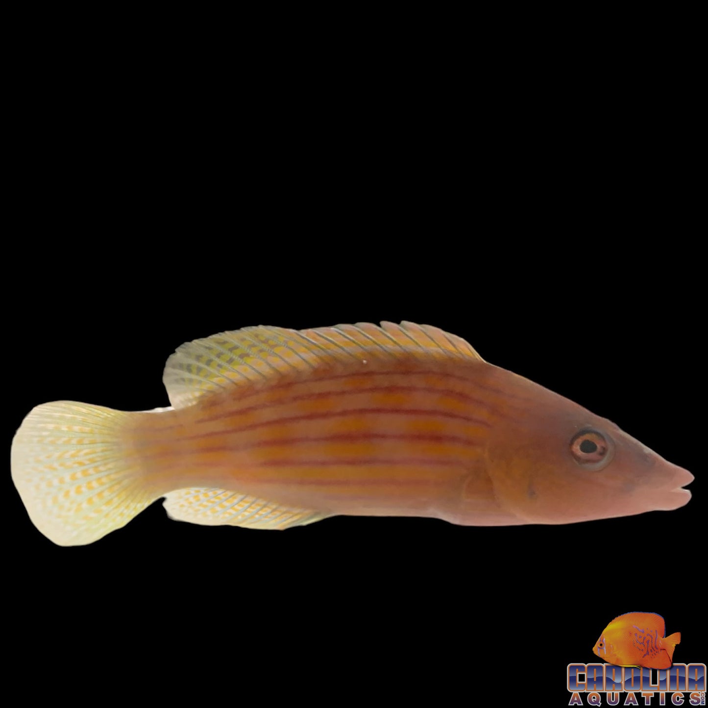 Wrasse - Eight line