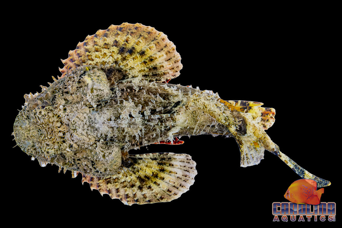 Scorpionfish - Spotted Jumbo