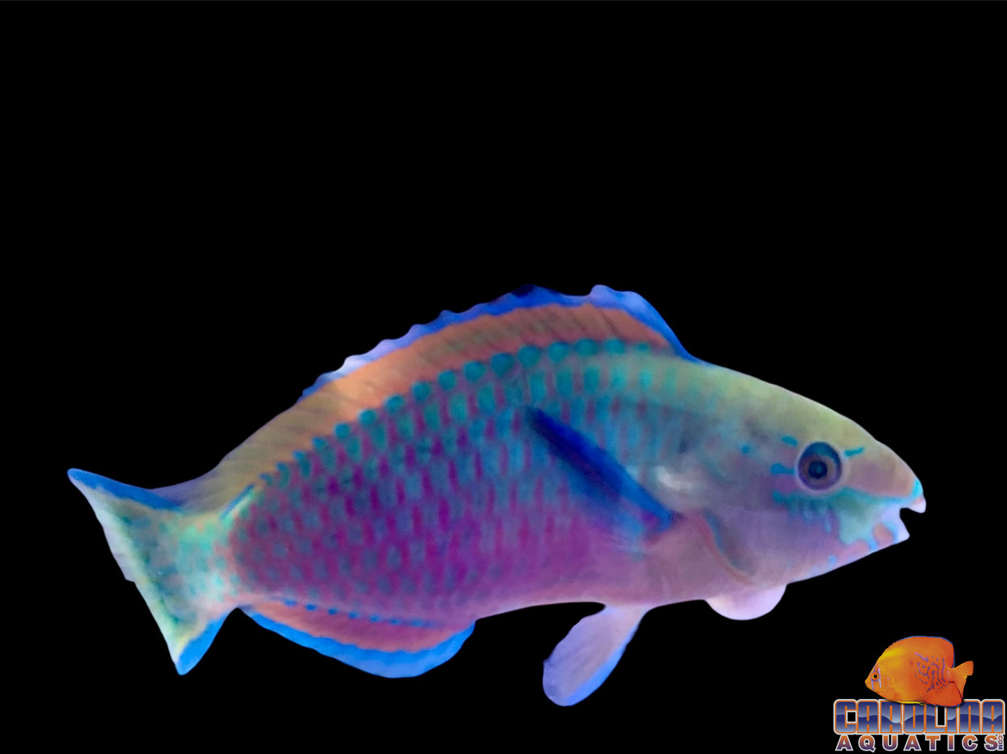 Parrotfish - Quoyi Lg