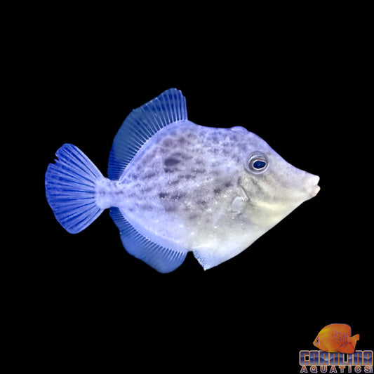 Filefish - Planehead