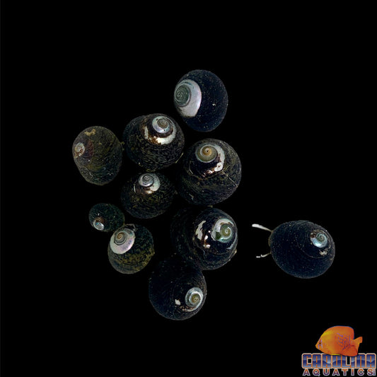 Snail - Margarita Black