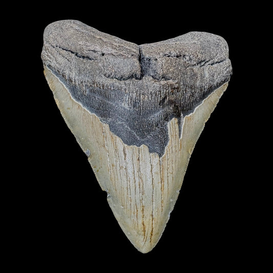 Megalodon Tooth