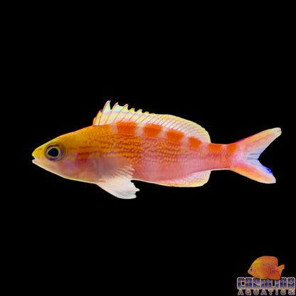 Anthias - Red Saddle