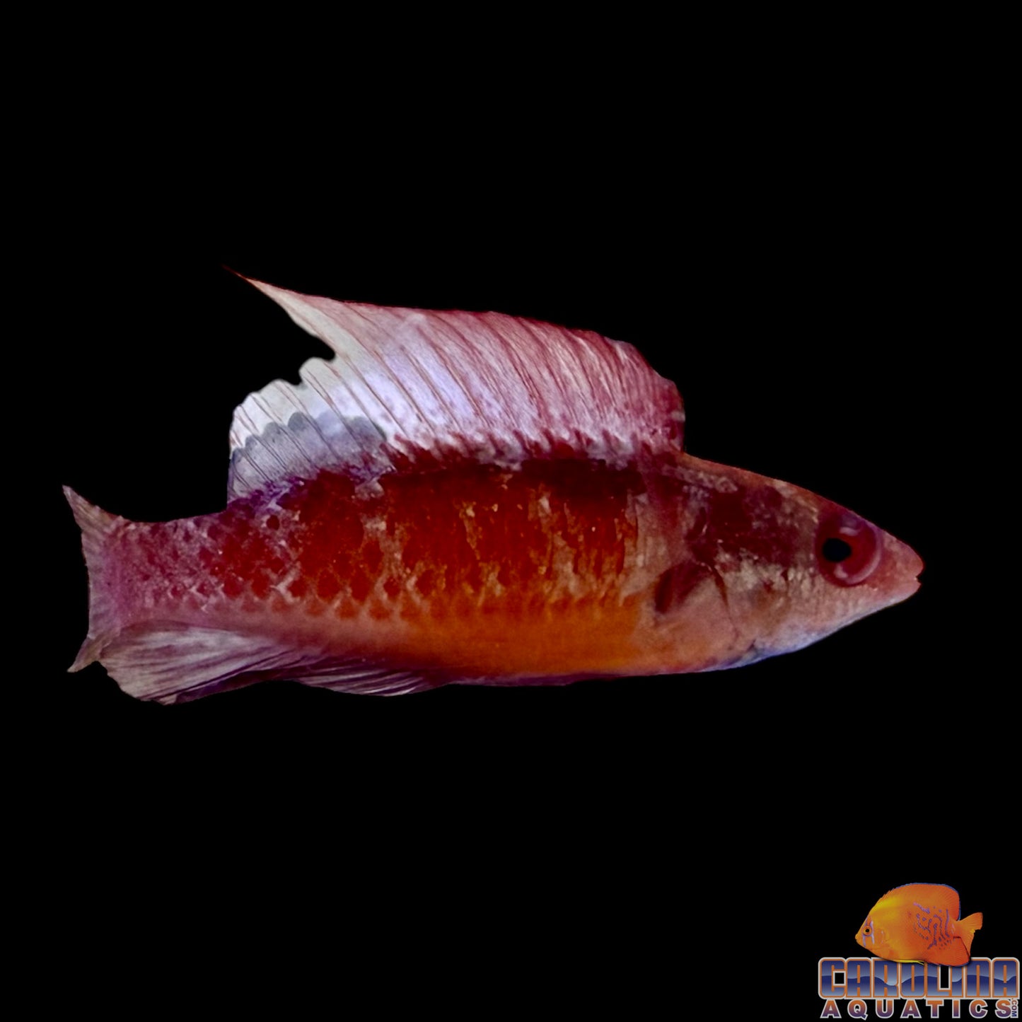 Wrasse - Tono's Fairy
