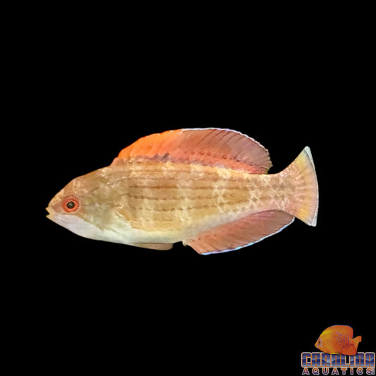 Wrasse - Eight Line Flasher (Red Sea)