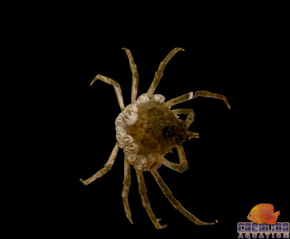 Crab - Spider Lg