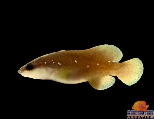 Soapfish - Greater Sm