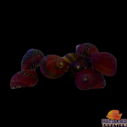 Snail - Nerite Red Racer Saltwater