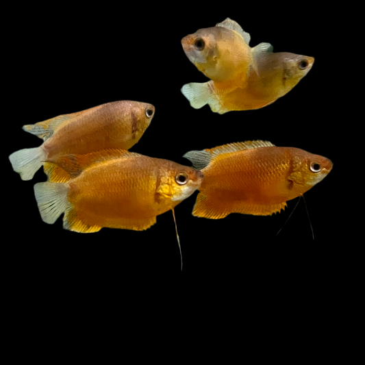 Gourami - Sunset Thick Lip