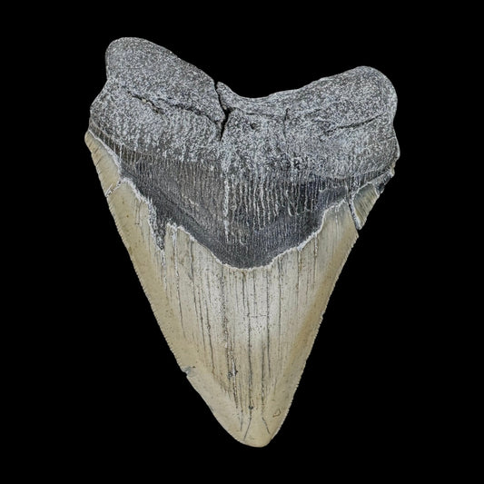 Megalodon Tooth