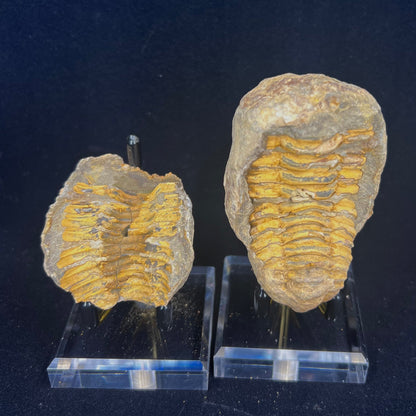 Trilobite Geodes