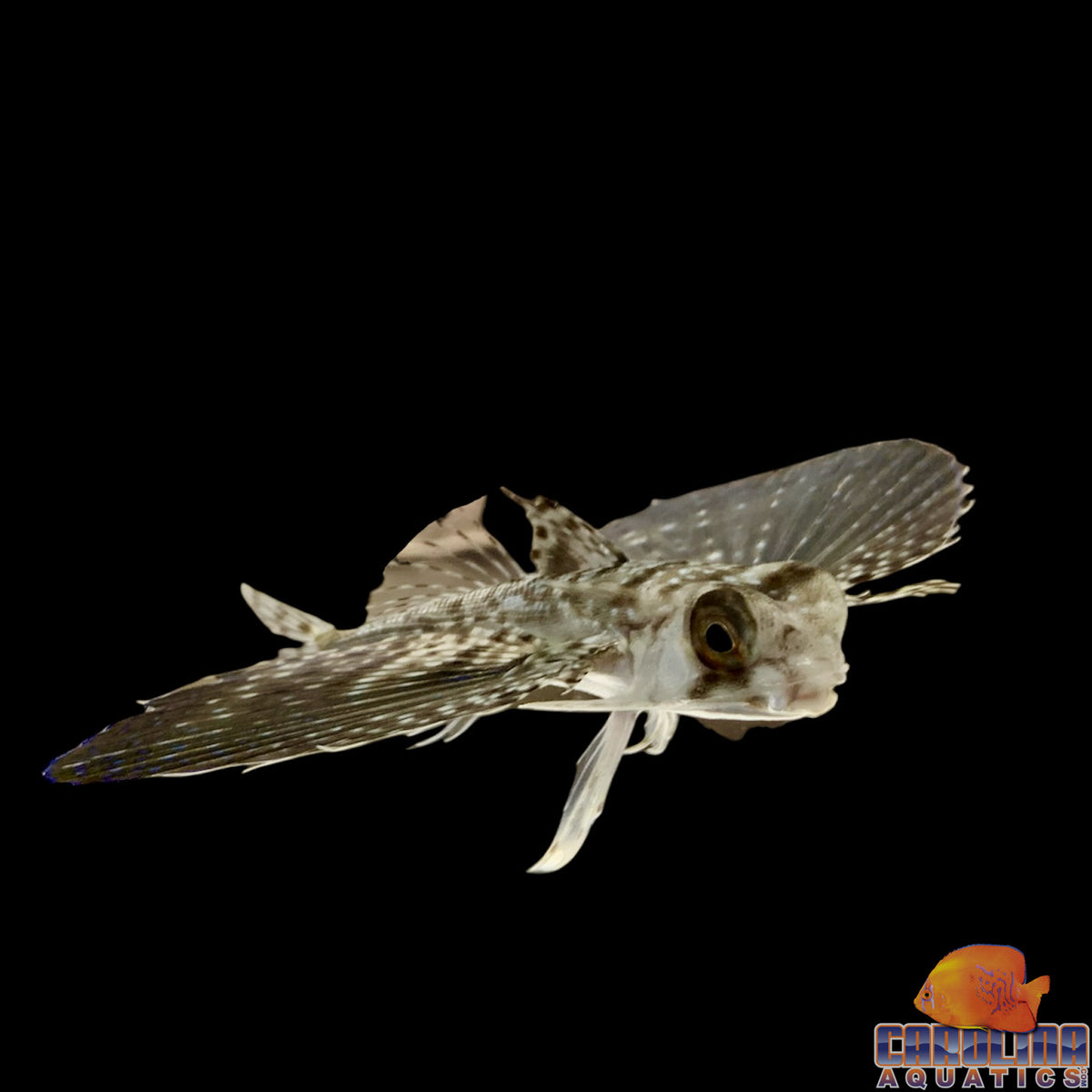 Flying Gurnard