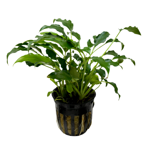 Schismatoglottis Potted