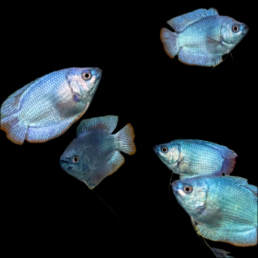 Gourami - Dwarf Cobalt Male Lg