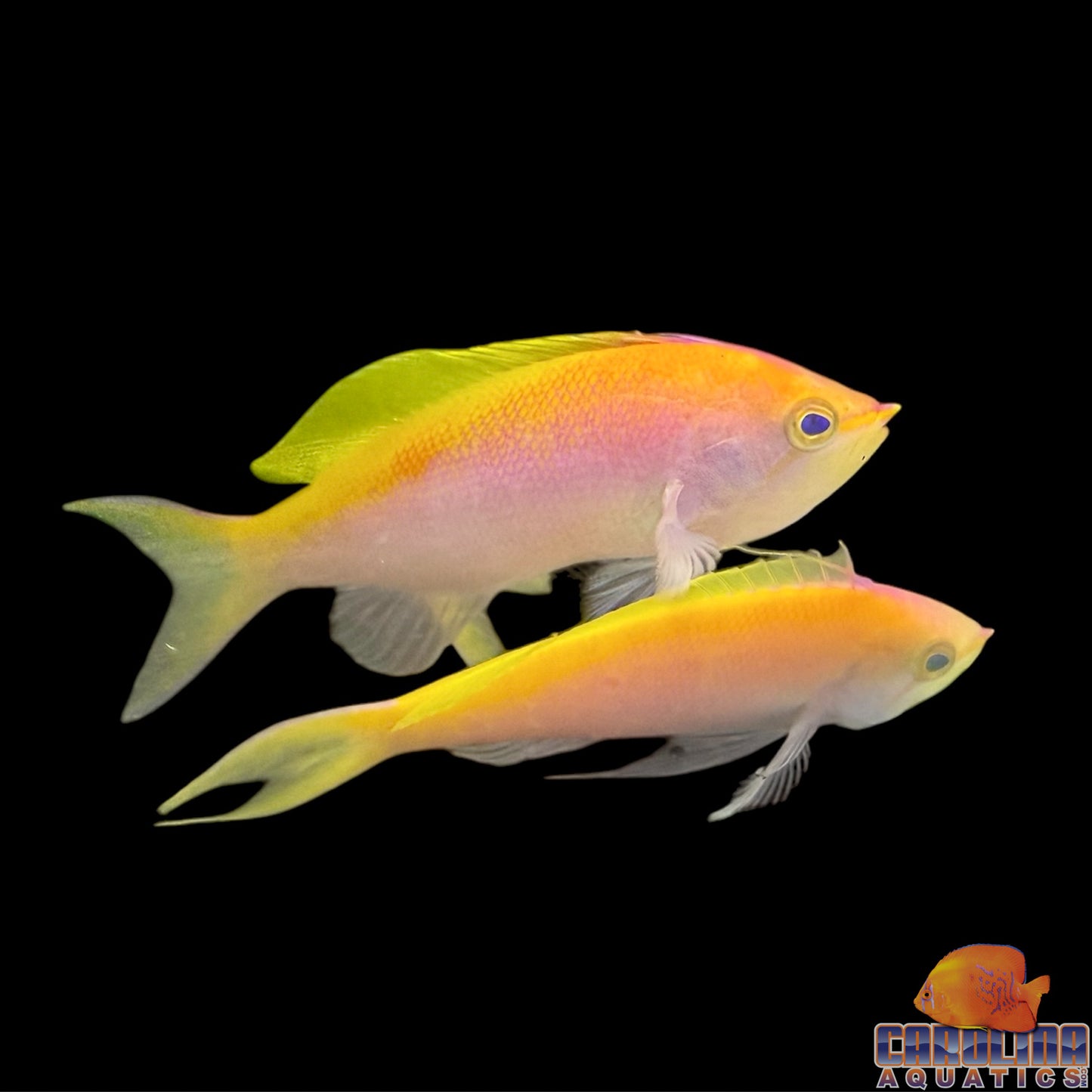 Anthias - Bartletts