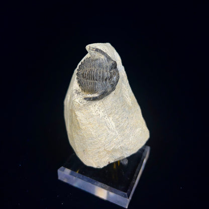 Metacanthian Trilobite in Matrix