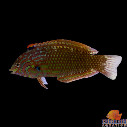 Wrasse - Ornate Lg