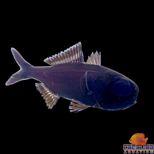 Splitfin Flashlight Fish