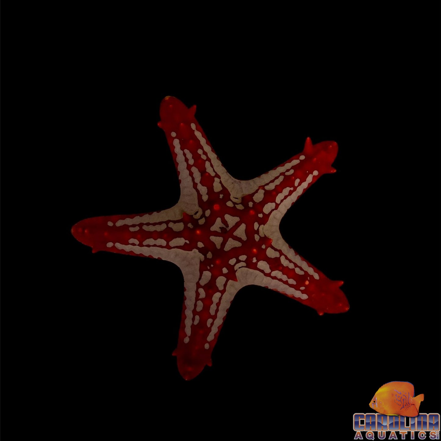 Starfish - General
