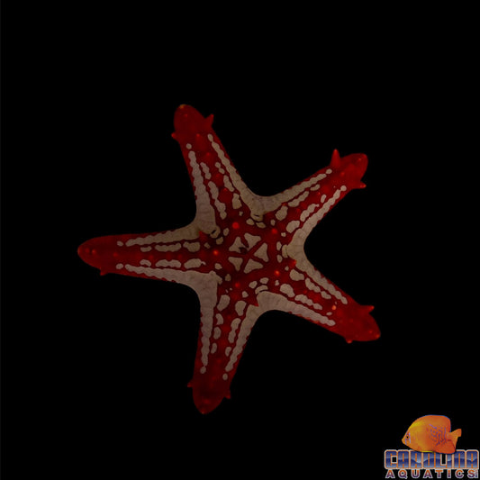 Starfish - General