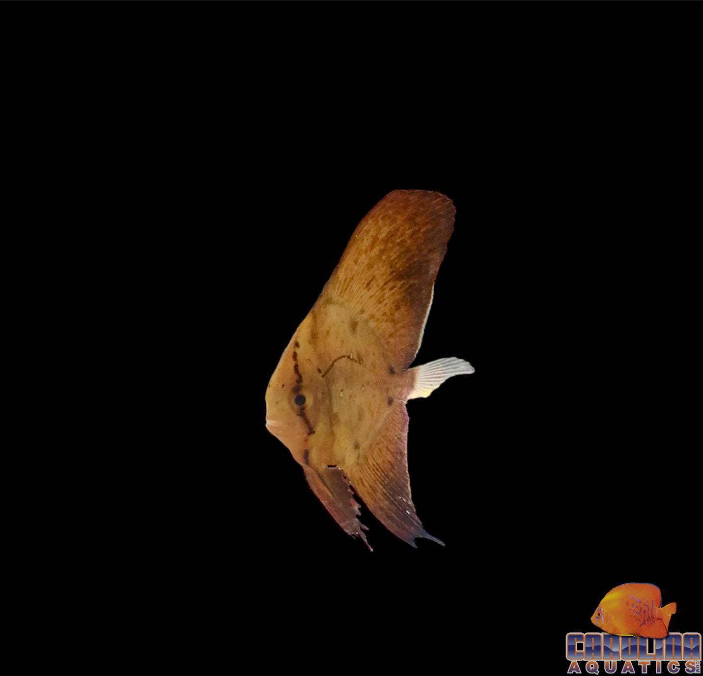 Batfish - Orbic