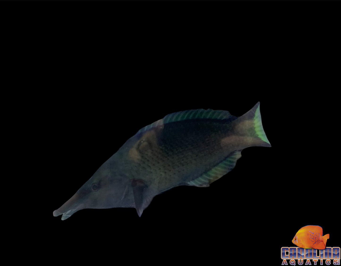 Wrasse - Bird Green XL(male)